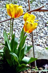 tulipani15