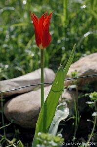 tulipani21