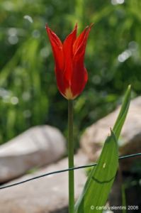 tulipani22