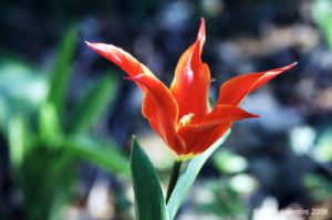 tulipani26