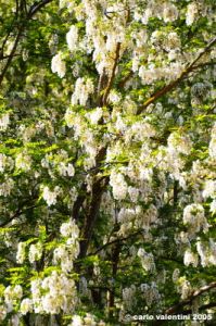 acacia03