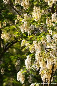 acacia04