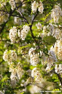 acacia06