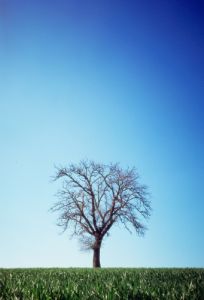 albero1111_28