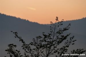albero_alba