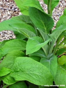 digitalis