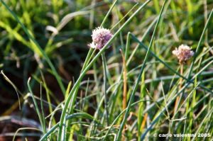 erba_cipollina