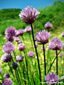 erba_cipollina03