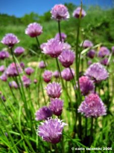erba_cipollina04