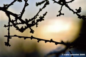 fioritura_gemme2