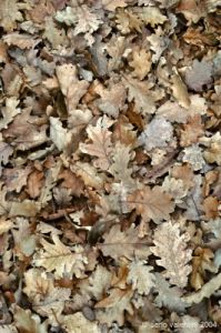foglie_quercia