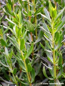hyssopus_officinalis