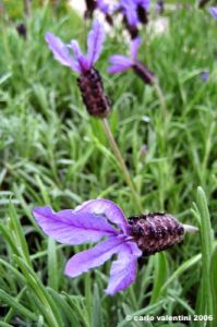 lavanda1
