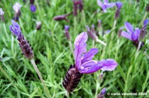 lavanda2