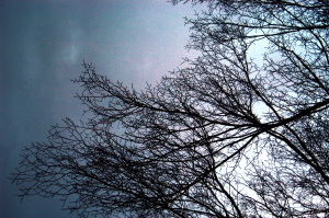 luminarie_alberi7