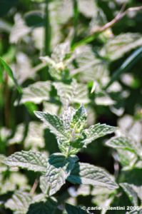 menta_selvatica1