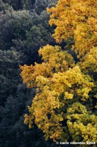 quercia3