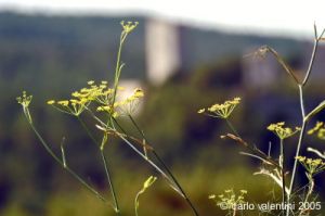 rocca_silvana2