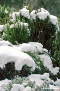 rosmarino_neve