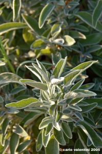 salvia1