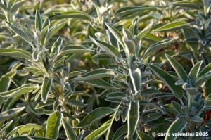 salvia3