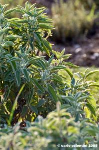 salvia6