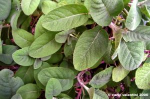 salvia_leucantha