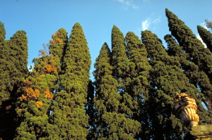 settignano195_36