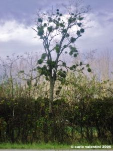 albero_villamagna02