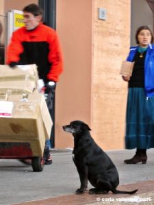 cane_piazza_bartali2
