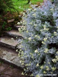cineraria_marittima01