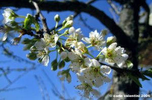fioritura_susino1