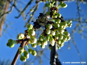 fioritura_susino5