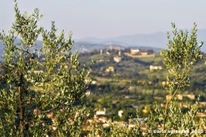 firenze_olivi01