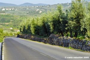 firenze_olivi02