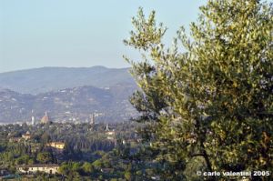 firenze_olivi03