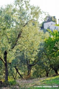firenze_olivi04