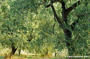 firenze_olivi05