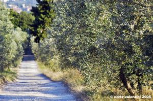 firenze_olivi06