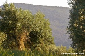 firenze_olivi09