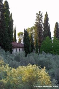 firenze_olivi10
