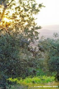 firenze_olivi11