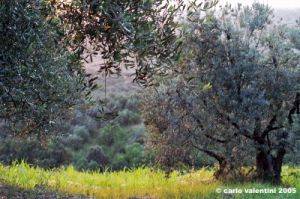 firenze_olivi12