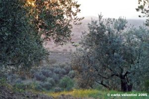 firenze_olivi13