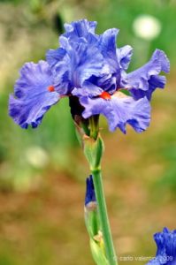 giardino_iris046