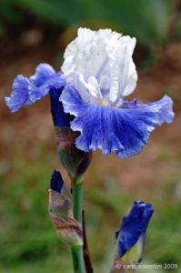 giardino_iris049