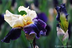 giardino_iris050