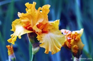 giardino_iris052