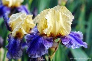 giardino_iris053