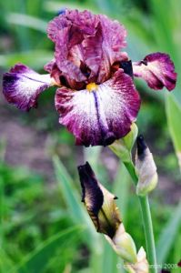 giardino_iris059